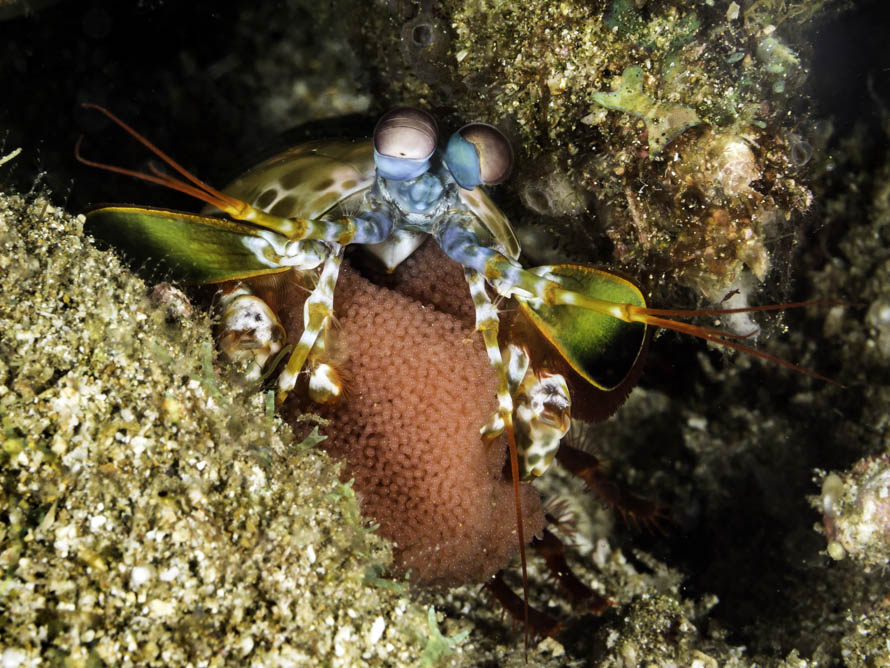 Odontodactylus scyllarus 